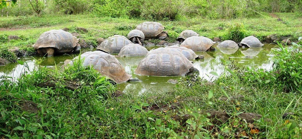 Protecting the Galapagos giant tortoise